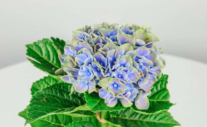 繡球花葉照顧 繡球花葉照顧