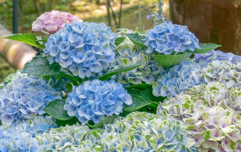 繡球花葉品種 繡球花葉品種