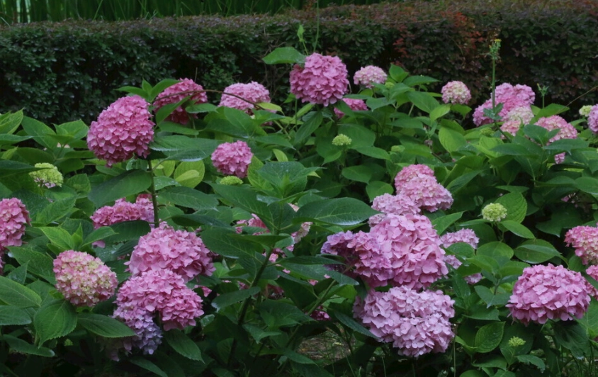 繡球花變黃原因 繡球花變黃原因