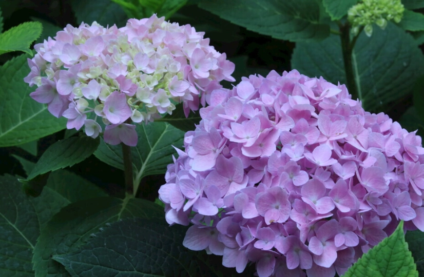 繡球花養護 繡球花養護