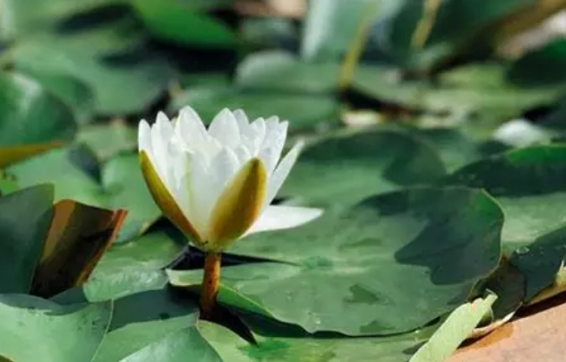 水蓮名稱 水蓮名稱