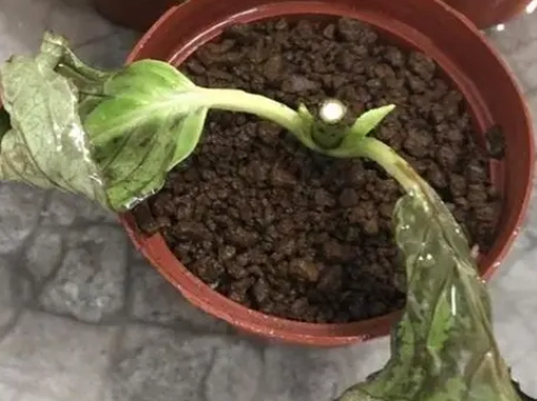 繡球花根部問題 繡球花根部問題
