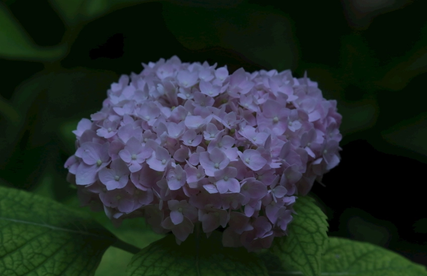 繡球花保鮮技巧 繡球花保鮮技巧