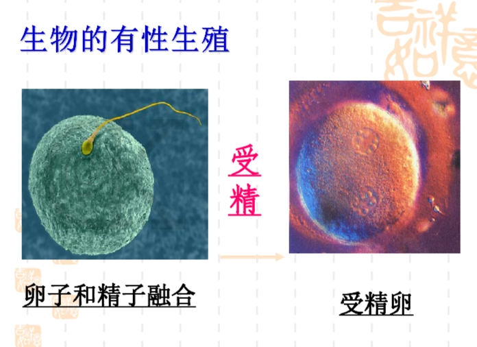 無性生殖方式