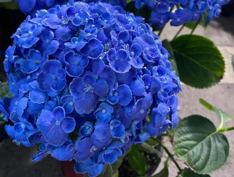 繡球花葉子邊緣焦枯