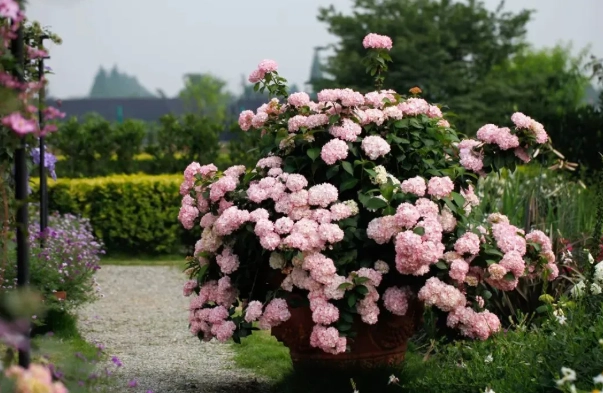 盆栽種植技巧 盆栽種植技巧