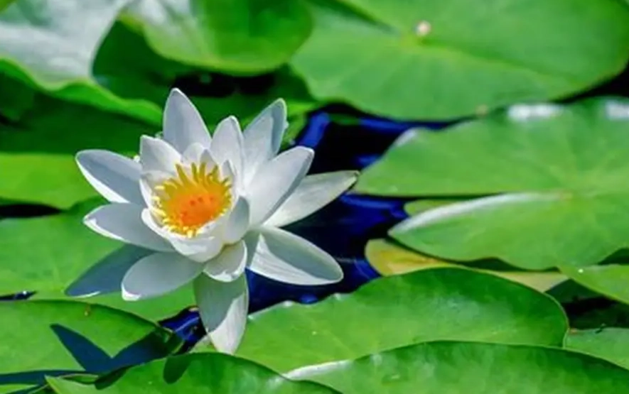 水蓮種植注意事項 水蓮種植注意事項