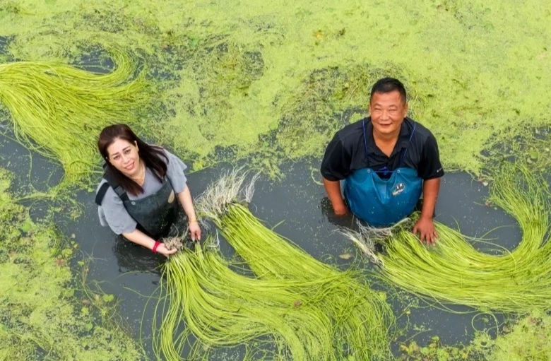 水蓮種植注意事項 水蓮種植注意事項