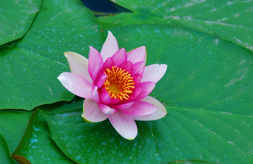 水蓮改善便秘 水蓮改善便秘