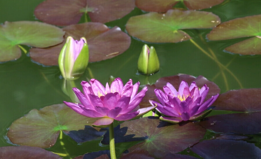 水蓮中毒預防