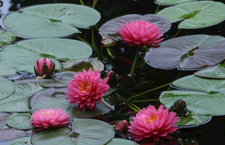 水蓮改善便秘 水蓮改善便秘