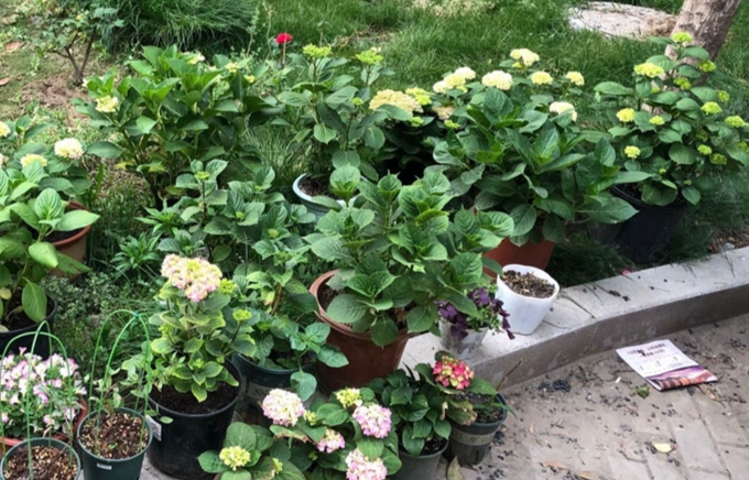 繡球花種植方法 繡球花種植方法