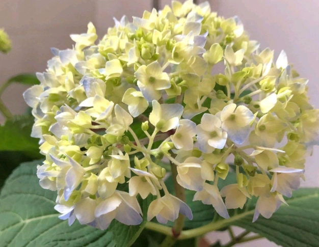 绣球花烂根 绣球花烂根