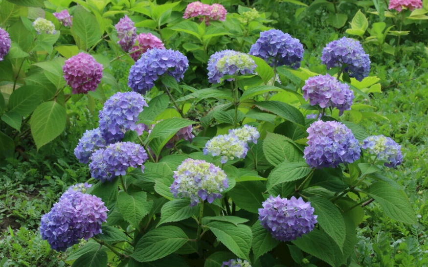 繡球花施肥時間 繡球花施肥時間