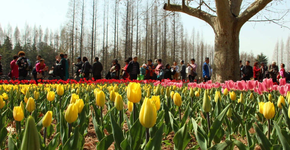 鬱金香花期管理