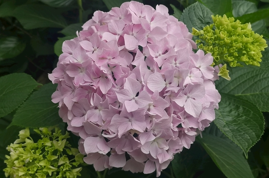 繡球花養護 繡球花養護