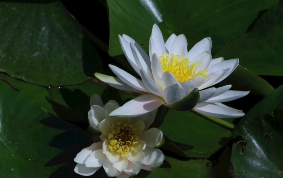 水蓮改善便秘 水蓮改善便秘