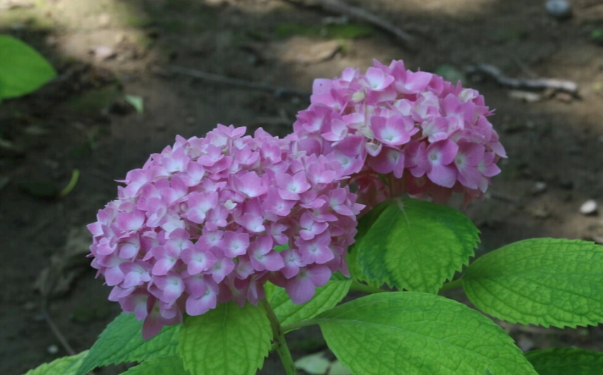 繡球花變黃原因 繡球花變黃原因