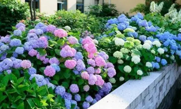 繡球花養護 繡球花養護