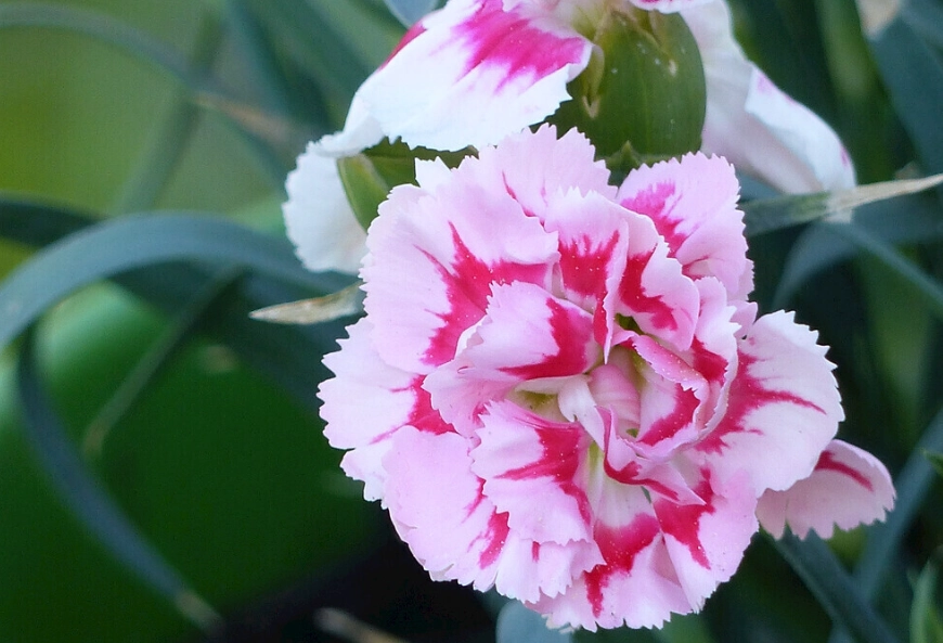 花卉保养方法 花卉保养方法