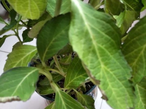 繡球花葉子邊緣焦枯