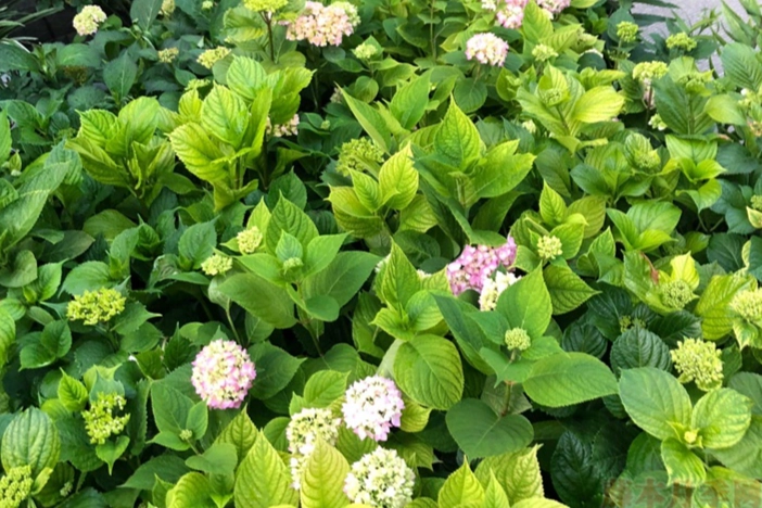 繡球花土壤要求 繡球花土壤要求
