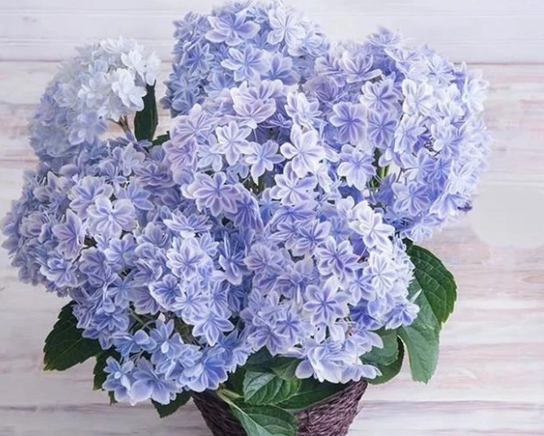 盆栽種植技巧 盆栽種植技巧