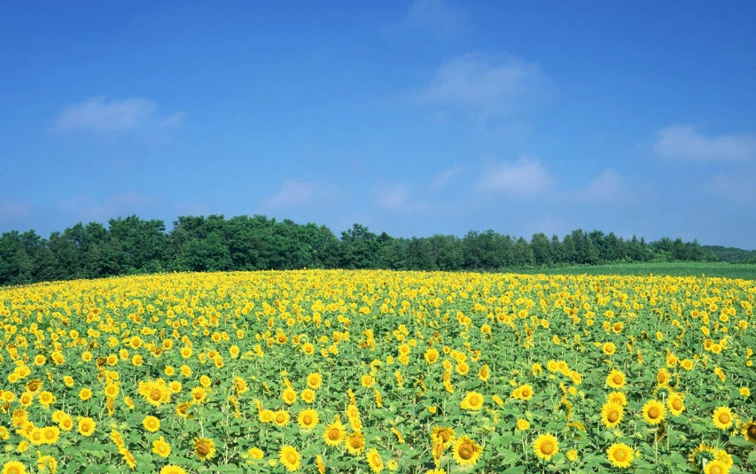 太陽花栽培時間 太陽花栽培時間