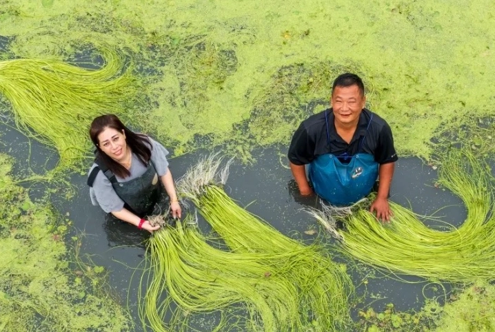 水莲种植方法
