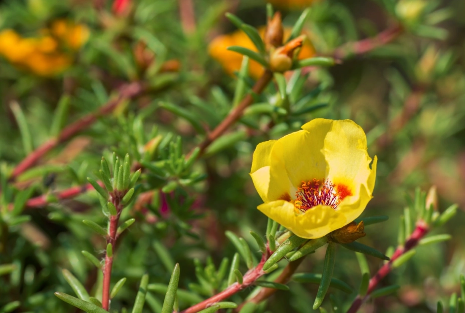 太陽花栽培時間 太陽花栽培時間