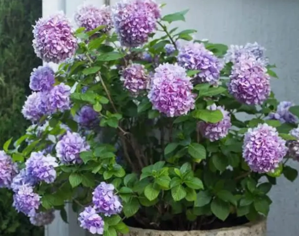 繡球花養護 繡球花養護