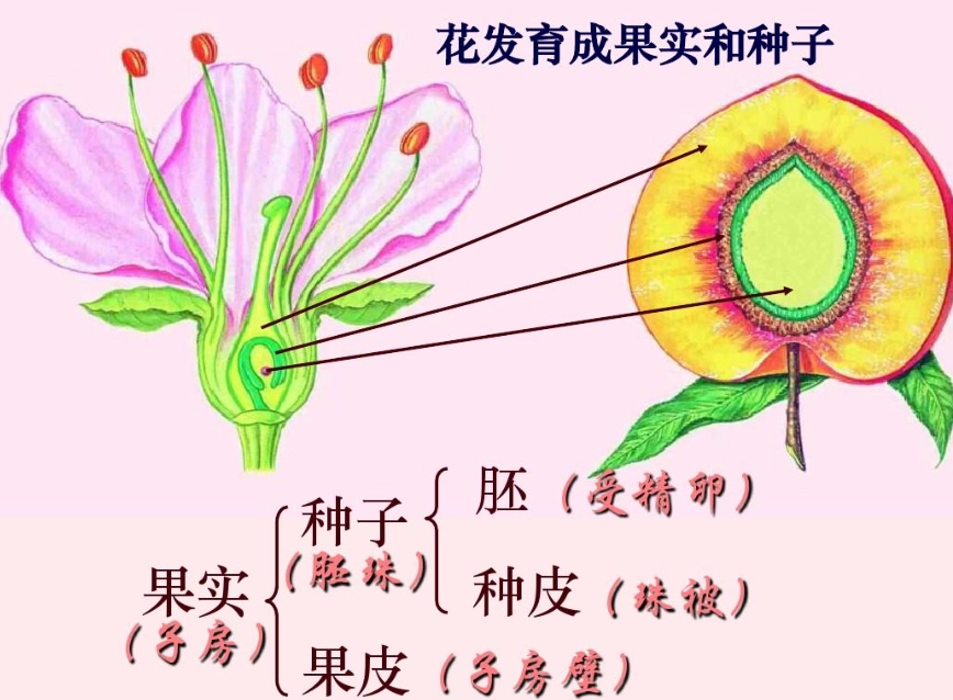 植物繁殖方法 植物繁殖方法