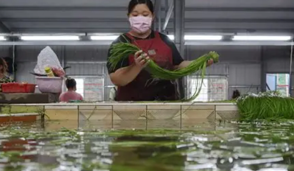 水蓮保存方法