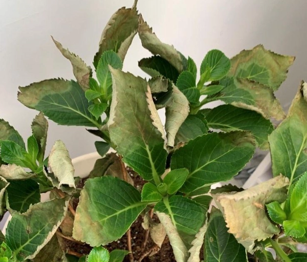绣球花烂根 绣球花烂根