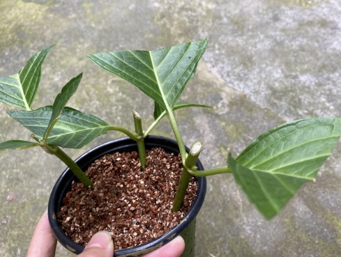 悶根處理