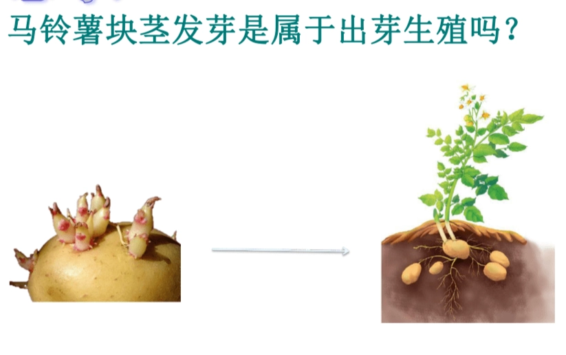 無性繁殖優缺點 無性繁殖優缺點