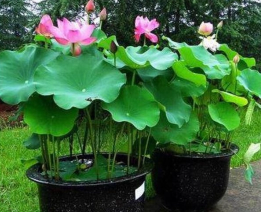 小型水生植物 小型水生植物