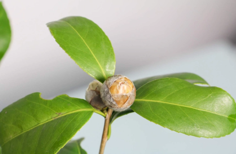 茶花种植技巧 茶花种植技巧