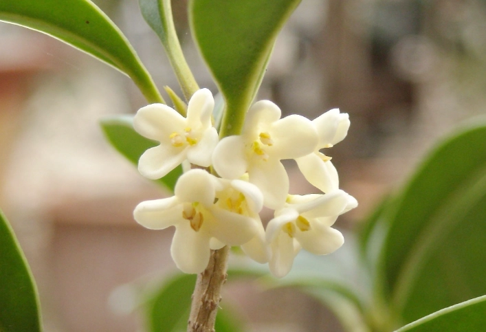 桂花開花時間