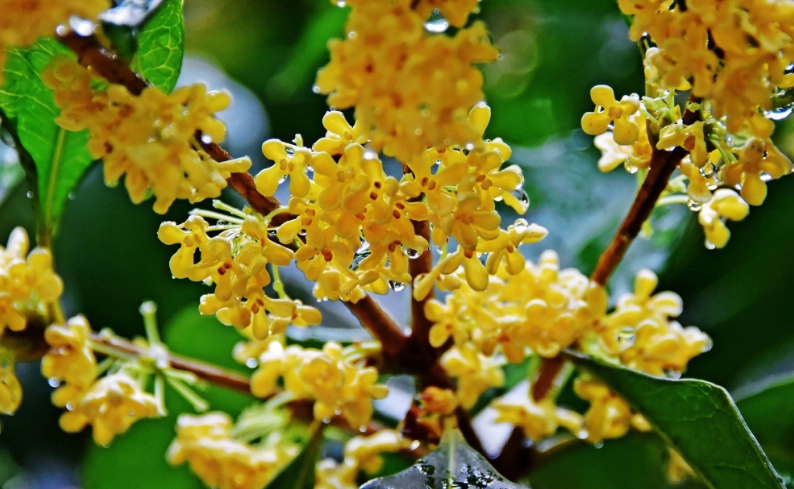 桂花開花時間 桂花開花時間