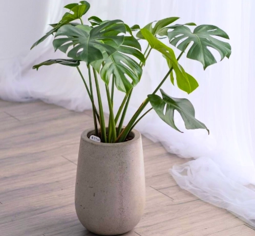室內植物種植