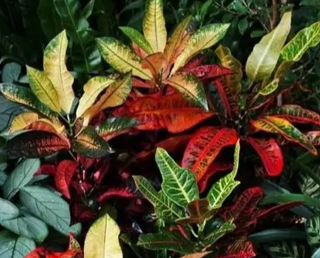 觀葉植物養護