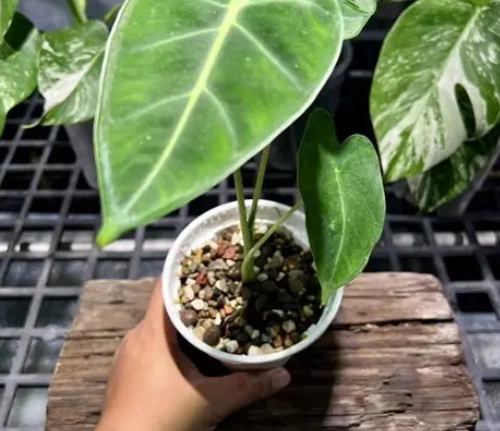 龜背芋照顧