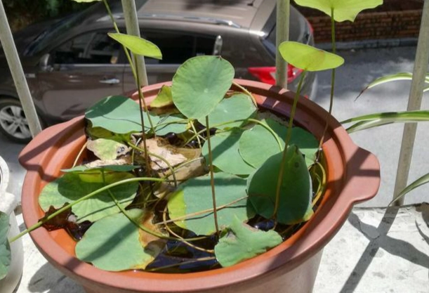 碗蓮 水耕 碗蓮 水耕