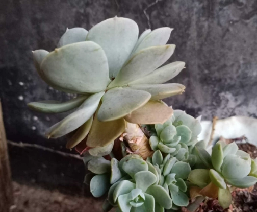 石蓮繁殖方法 石蓮繁殖方法