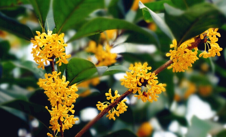 桂花開花時間