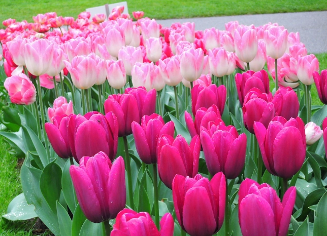 鬱金香開花時間 鬱金香開花時間