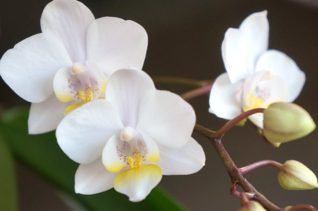 蘭花上板種植 蘭花上板種植