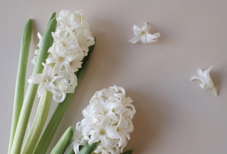風信子花期