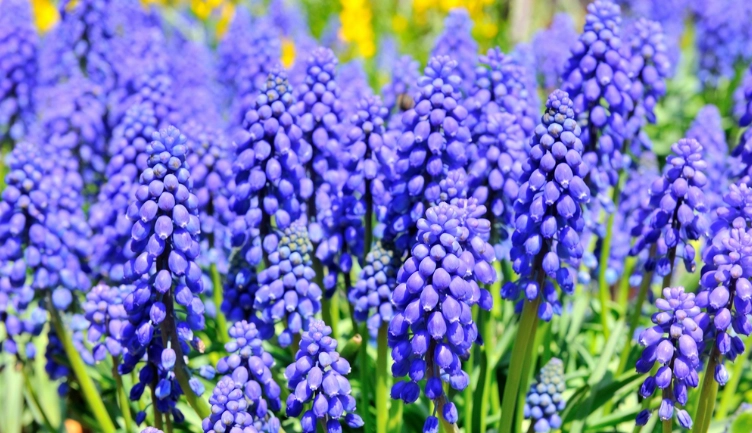 風信子花期